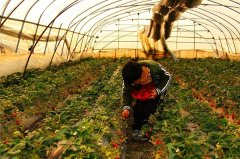 苏州西山采草莓，西山草莓采摘活动