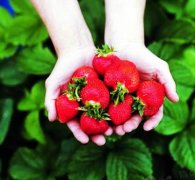 苏州采草莓注意事项