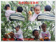 苏州西山采枇杷，西山采摘枇杷活动