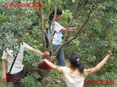  苏州西山采杨梅，西山采摘杨梅活动