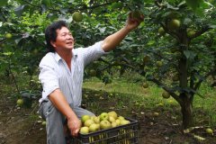 苏州采翠冠梨，西山翠冠梨采摘