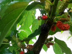 苏州采桑葚，西山桑葚采摘