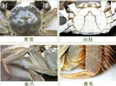 太湖大闸蟹介绍