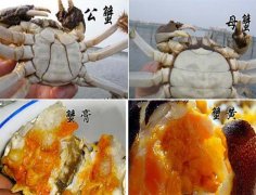 太湖塘蟹和太湖清水蟹的区别