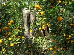 苏州西山采橘子石公山一日游