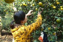 苏州西山采橘子，西山采摘橘子活动