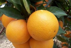 西山橘子（柑桔）