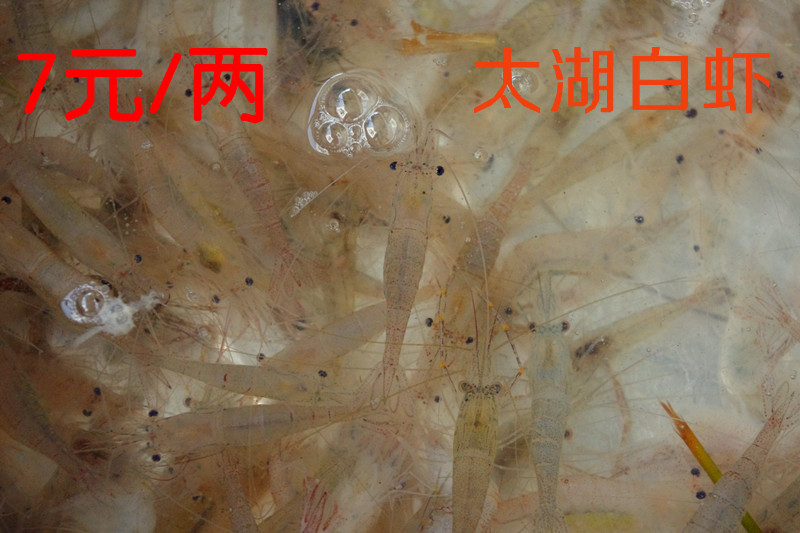 太湖白虾