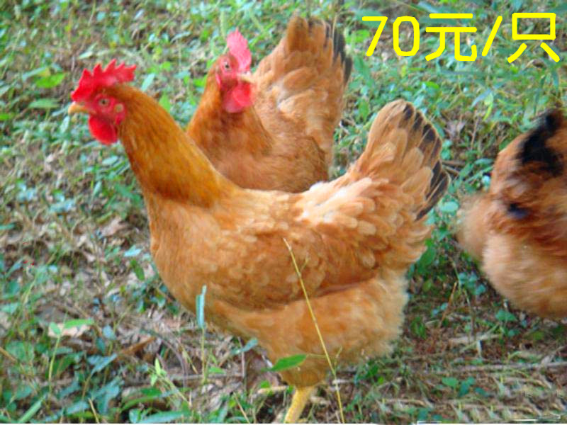 农家散养草鸡