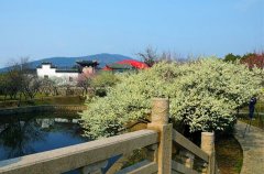 太湖西山梅花节（林屋梅海）