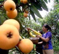 洞庭西山枇杷品种