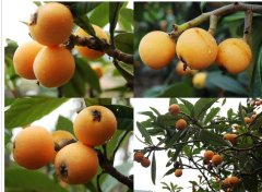 苏州枇杷上市时间及其采摘最佳时间