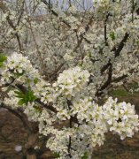 三月西山地质博物馆+水月寺+赏梨