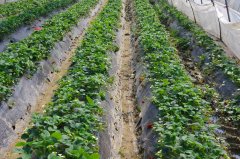 西山采草莓最新报道