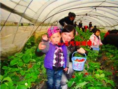 苏州大成农业园生态草莓采摘活动火热进行中
