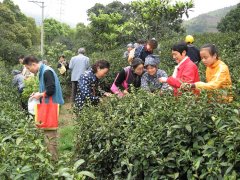 苏州西山采茶一日游推荐