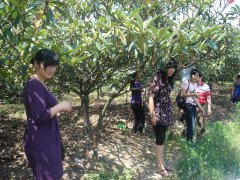 苏州西山农家乐采枇杷钓龙虾一日