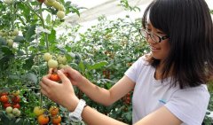 苏州大成农业园小番茄采摘