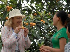 2013年苏州西山采枇杷