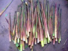 西山竹小笋（小竹笋）