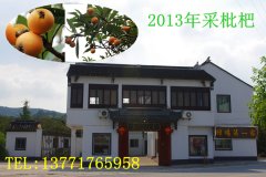 苏州西山樟坞第一家农家乐采枇杷接受预订