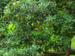 2013年苏州西山杨梅上市时间，采杨梅来西山樟坞杨梅基地