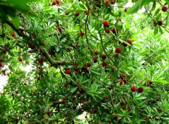 本周杨梅大量上市，快来西山采杨梅