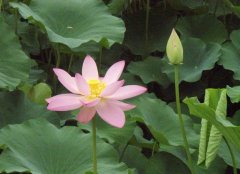 苏州西山赏荷花一日游