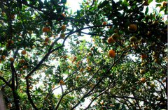 2013年苏州西山橘子上市时间，什么时候可以采橘子