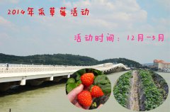 2014年苏州西山采草莓活动已开始